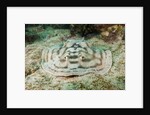 Reticulated Round Ray (Urobatis concentricus) by Anonymous
