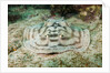 Reticulated Round Ray (Urobatis concentricus) by Anonymous