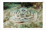Reticulated Round Ray (Urobatis concentricus) by Anonymous