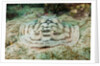 Reticulated Round Ray (Urobatis concentricus) by Anonymous
