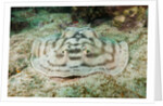 Reticulated Round Ray (Urobatis concentricus) by Anonymous
