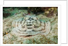 Reticulated Round Ray (Urobatis concentricus) by Anonymous