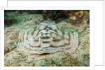 Reticulated Round Ray (Urobatis concentricus) by Anonymous