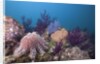Crown-of-Thorns Starfish (Acanthaster planci) by Anonymous