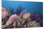 Crown-of-Thorns Starfish (Acanthaster planci) by Anonymous