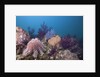Crown-of-Thorns Starfish (Acanthaster planci) by Anonymous