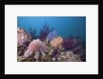 Crown-of-Thorns Starfish (Acanthaster planci) by Anonymous