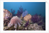 Crown-of-Thorns Starfish (Acanthaster planci) by Anonymous
