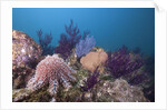 Crown-of-Thorns Starfish (Acanthaster planci) by Anonymous