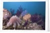 Crown-of-Thorns Starfish (Acanthaster planci) by Anonymous