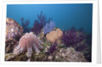 Crown-of-Thorns Starfish (Acanthaster planci) by Anonymous