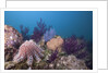 Crown-of-Thorns Starfish (Acanthaster planci) by Anonymous