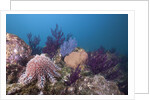 Crown-of-Thorns Starfish (Acanthaster planci) by Anonymous