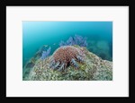 Crown-of-Thorns Starfish (Acanthaster planci) by Anonymous