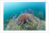 Crown-of-Thorns Starfish (Acanthaster planci) by Anonymous