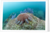 Crown-of-Thorns Starfish (Acanthaster planci) by Anonymous