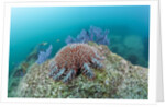 Crown-of-Thorns Starfish (Acanthaster planci) by Anonymous