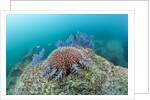 Crown-of-Thorns Starfish (Acanthaster planci) by Anonymous
