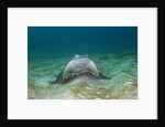 Bat Ray (Myliobatis californica) by Anonymous
