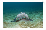 Bat Ray (Myliobatis californica) by Anonymous