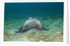 Bat Ray (Myliobatis californica) by Anonymous