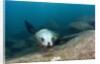 Californian Sea Lion (Zalophus californianus) by Anonymous