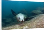 Californian Sea Lion (Zalophus californianus) by Anonymous
