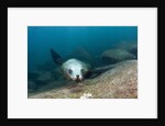 Californian Sea Lion (Zalophus californianus) by Anonymous