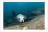 Californian Sea Lion (Zalophus californianus) by Anonymous