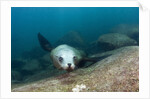 Californian Sea Lion (Zalophus californianus) by Anonymous