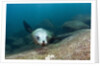Californian Sea Lion (Zalophus californianus) by Anonymous