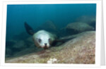 Californian Sea Lion (Zalophus californianus) by Anonymous