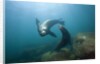 Californian Sea Lion (Zalophus californianus) by Anonymous