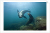 Californian Sea Lion (Zalophus californianus) by Anonymous
