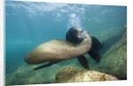 Californian Sea Lion (Zalophus californianus) by Anonymous