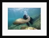 Californian Sea Lion (Zalophus californianus) by Anonymous