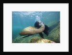 Californian Sea Lion (Zalophus californianus) by Anonymous