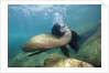 Californian Sea Lion (Zalophus californianus) by Anonymous