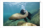Californian Sea Lion (Zalophus californianus) by Anonymous