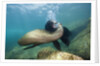 Californian Sea Lion (Zalophus californianus) by Anonymous