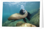 Californian Sea Lion (Zalophus californianus) by Anonymous