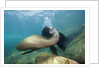 Californian Sea Lion (Zalophus californianus) by Anonymous