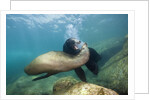Californian Sea Lion (Zalophus californianus) by Anonymous
