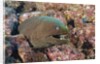Panamic Green Moray Eel (Gymnothorax castaneus) by Anonymous