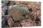 Panamic Green Moray Eel (Gymnothorax castaneus) by Anonymous