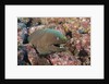 Panamic Green Moray Eel (Gymnothorax castaneus) by Anonymous