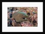 Panamic Green Moray Eel (Gymnothorax castaneus) by Anonymous