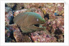 Panamic Green Moray Eel (Gymnothorax castaneus) by Anonymous