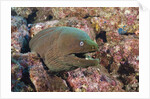 Panamic Green Moray Eel (Gymnothorax castaneus) by Anonymous
