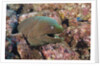 Panamic Green Moray Eel (Gymnothorax castaneus) by Anonymous